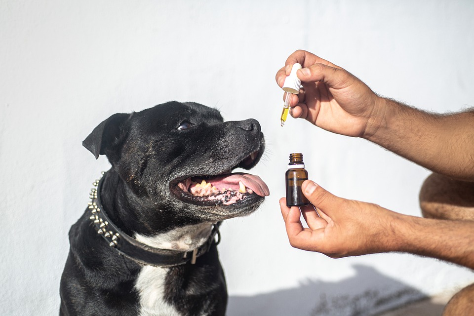 CBD et animal de compagnie